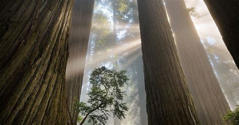 nature conservancy scam.